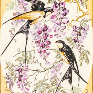 Hirondelles et glycines