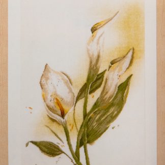 Calla lily