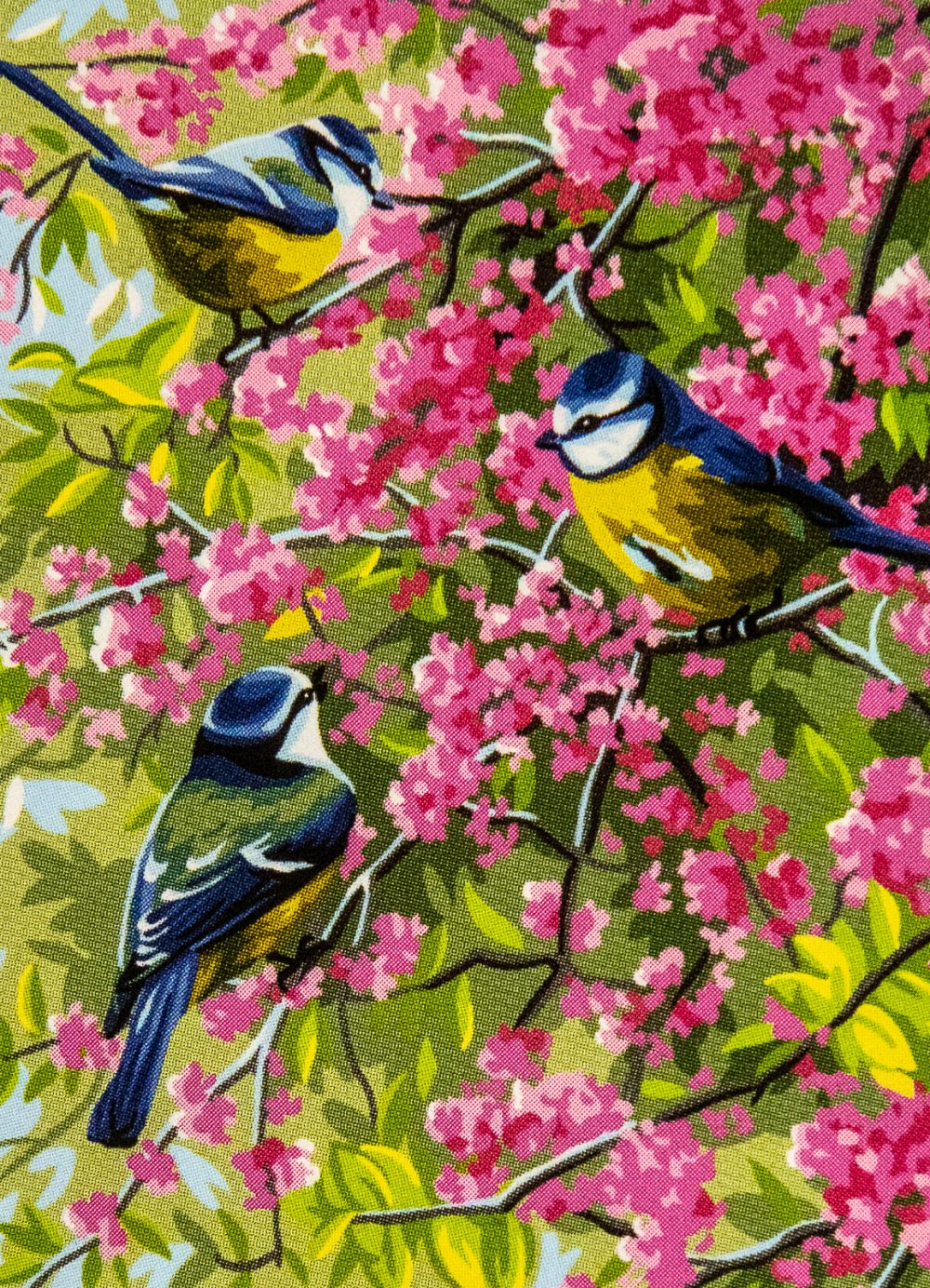 Mésanges dans le pommier