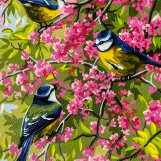 Mésanges dans le pommier