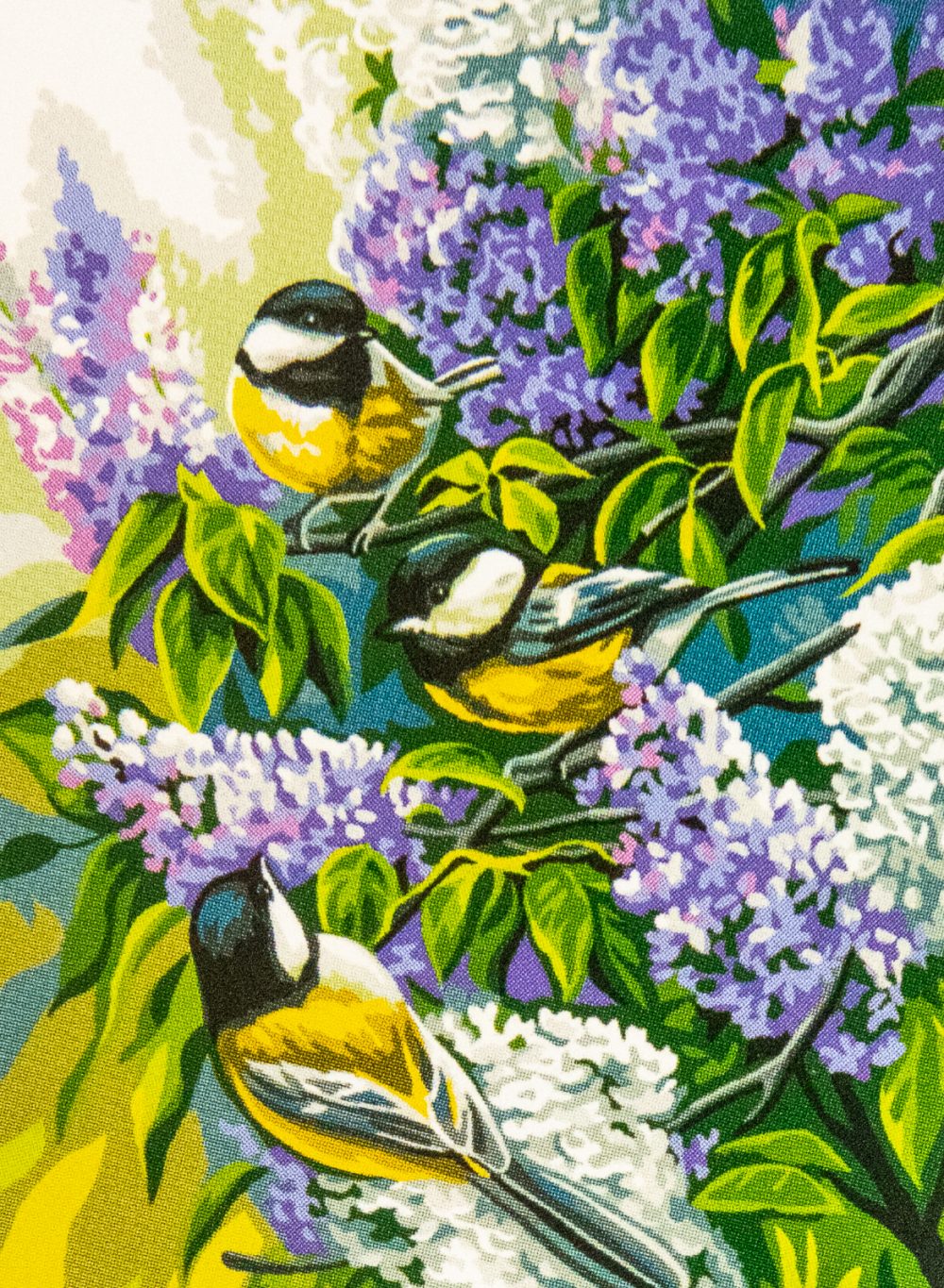 Mésanges dans le lilas