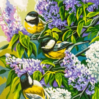 Mésanges dans le lilas